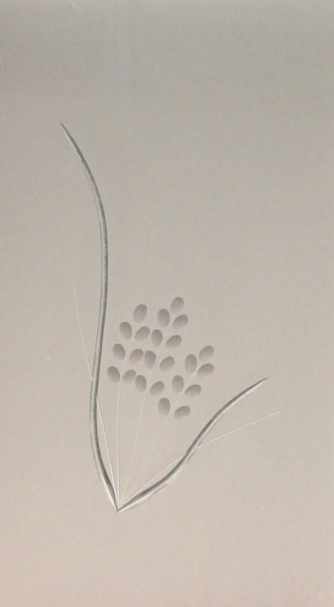 Foto 1 VÃ­drio de talla artesanal TALLA 120