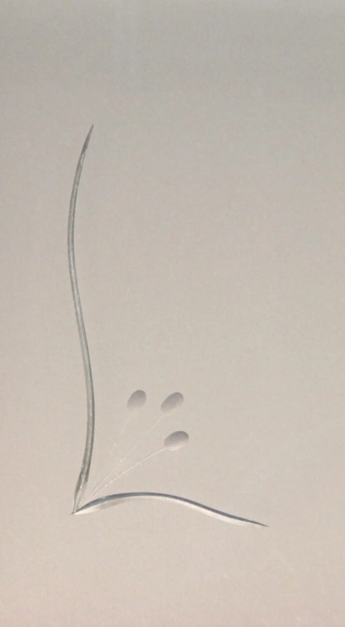 Foto 1 VÃ­drio de talla artesanal TALLA 148